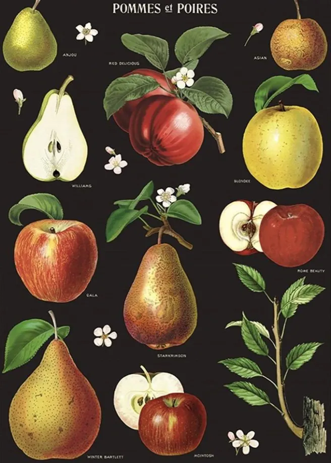 Juliste Cavallini - Apples & Pears