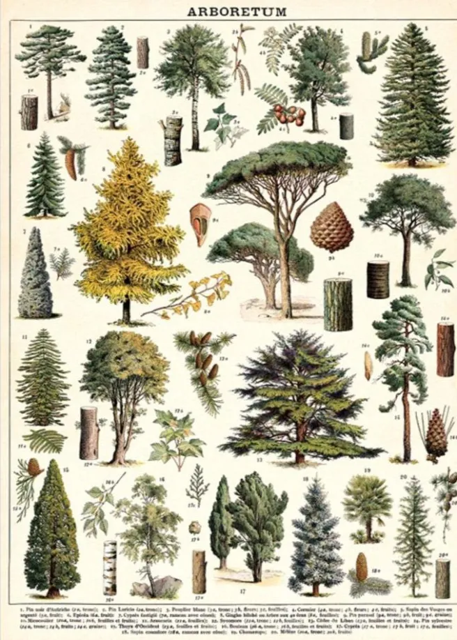Juliste Cavallini - Arboretum