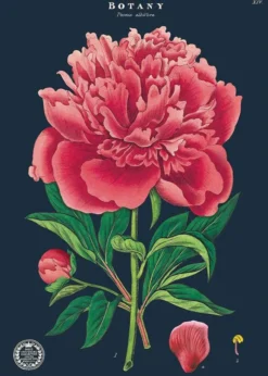 Juliste Cavallini - Botany Study
