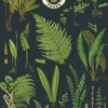Juliste Cavallini - British Ferns