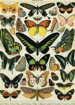 Juliste Cavallini - Butterflies