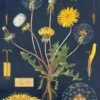 Juliste Cavallini - Dandelion