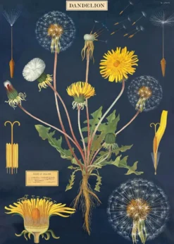 Juliste Cavallini - Dandelion