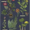 Juliste Cavallini - Herbarium