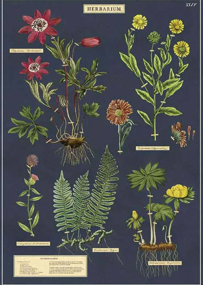 Juliste Cavallini - Herbarium