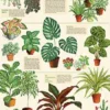 Juliste Cavallini - Houseplants