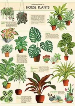 Juliste Cavallini - Houseplants