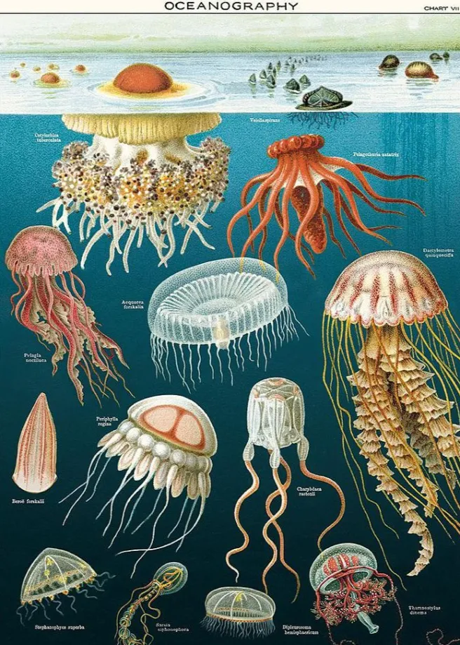 Juliste Cavallini - Jellyfish Oceanography