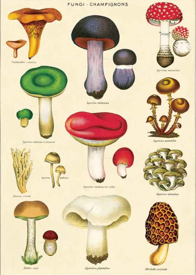 Juliste Cavallini - Mushrooms 2