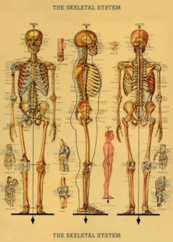 Juliste Cavallini - Skeleton
