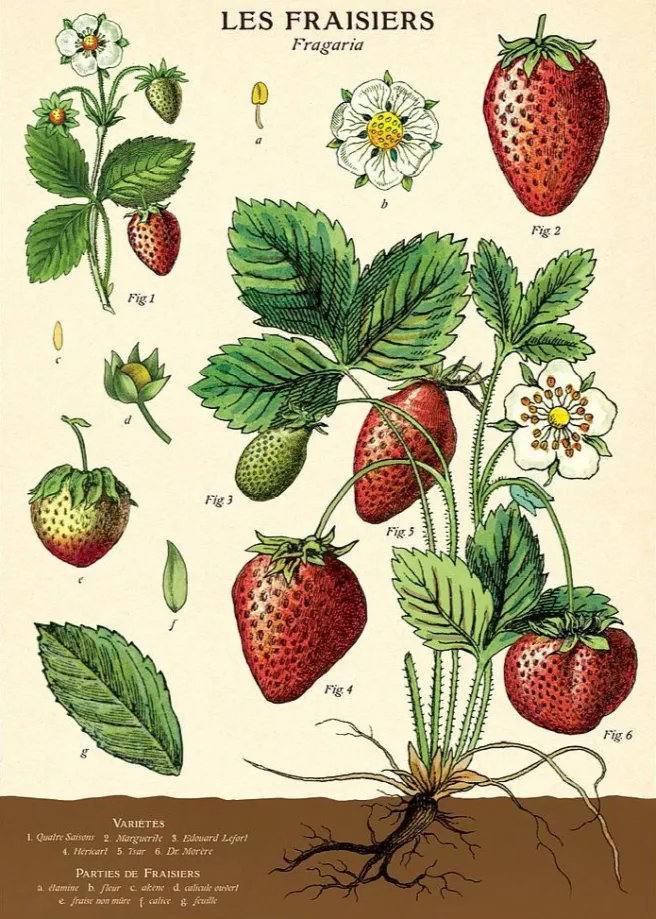 Juliste Cavallini - Strawberry