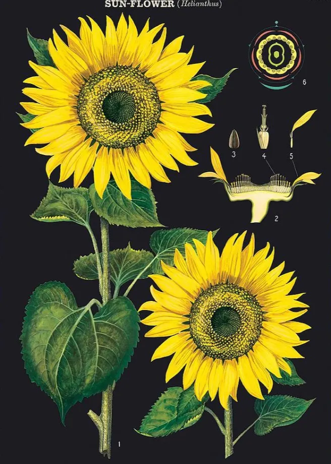 Juliste Cavallini - Sunflower