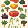 Juliste Cavallini - Vegetable Garden